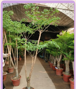 幌伞枫会受什么病害影响