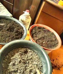 家庭养花用生根粉