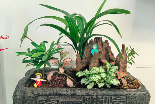 家庭养花用生根粉