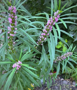 益母草的叶子什么样