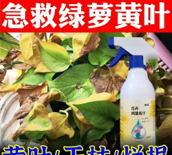 绿萝烂根用什么药液