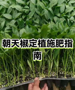 朝天椒怎么浇水施肥