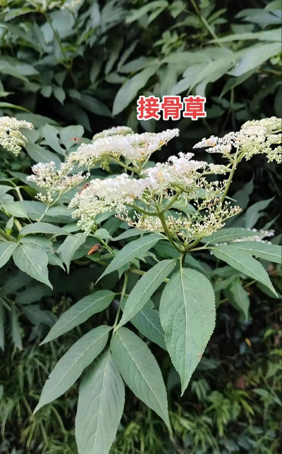 接骨木属于什么类植物