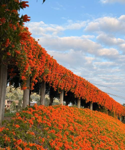 惠州市的市花是什么