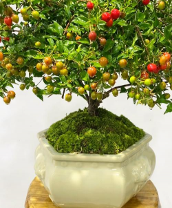 像樱桃的盆栽叫什么呀