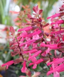 一串红有些什么品种