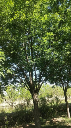 河北献县国槐沧州国槐国槐报价大国槐