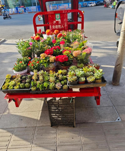 家庭养花用生根粉