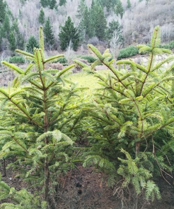 甘肃云杉，云杉树苗-云杉-云杉多