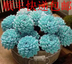 蓝莲花包怎么养不开