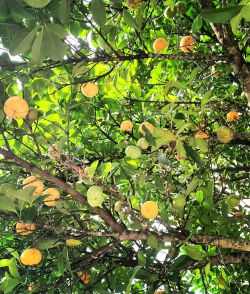 野山竹树长什么样