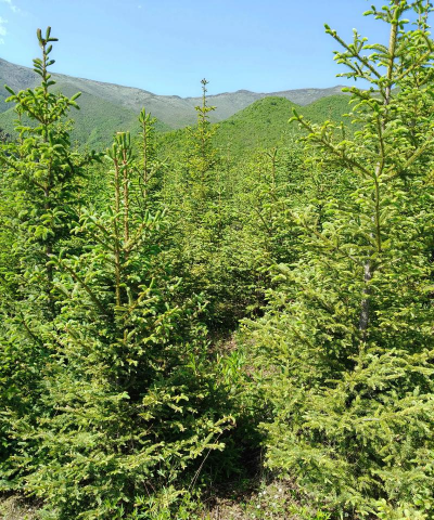 甘肃云杉，云杉树苗的养护和打理