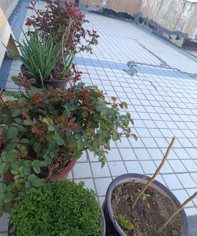 家庭养花用生根粉