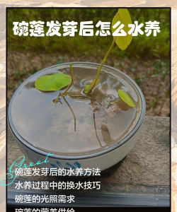 碗莲芽坏了怎么补救