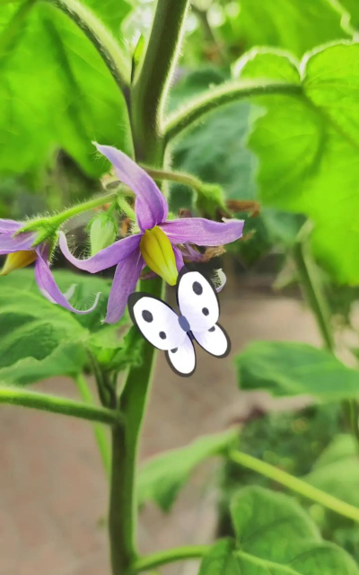 五指茄怎么种植