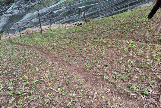 福建黄连基地在什么地方