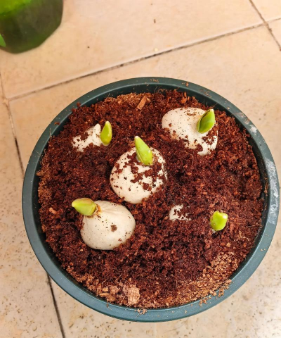 种球怎么长出来