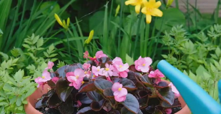 家庭养花用生根粉