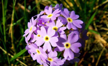 紫色吸毒草叫什么名字