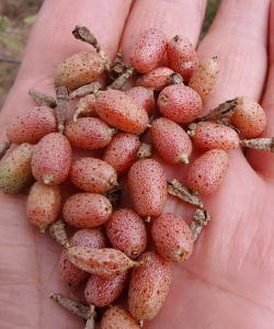 马奶的水果是什么样子