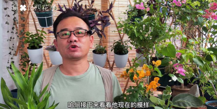 家庭养花用生根粉