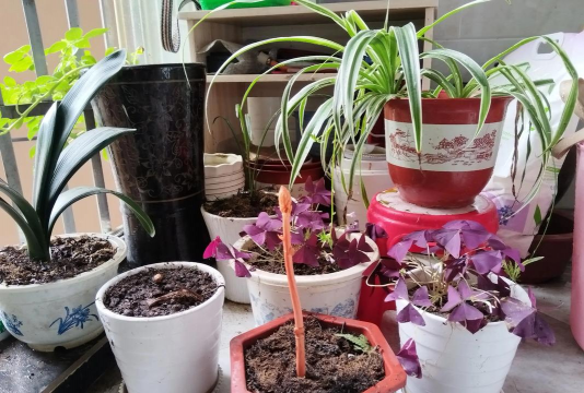 家庭养花用生根粉