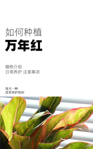 万年花如何养