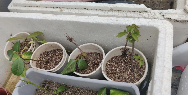 家庭养花用生根粉