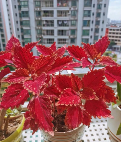 栽培养护技术之彩叶草