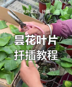 大叶花怎么剪叶
