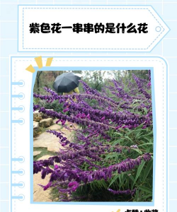 一串紫是什么草
