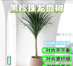 花衣黑珍珠盆栽怎么养