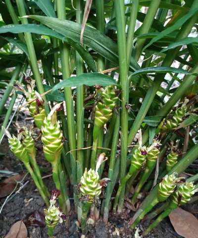 姜花为什么不能种在家