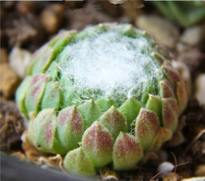 蛛丝卷绢怎么渡夏