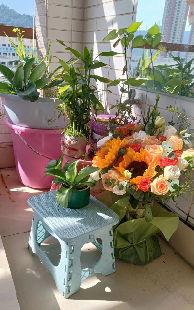 家庭养花用生根粉