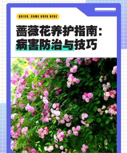 蔷薇花怎么除病害