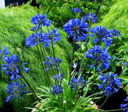 百子莲如何种植