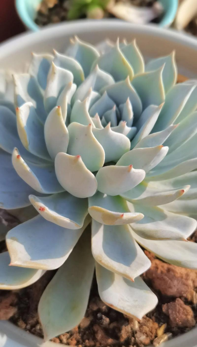 薄叶蓝鸟叶子如何细长