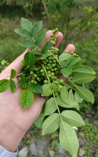 尖叶土花椒什么样