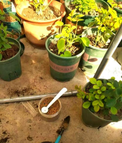 家庭养花用生根粉