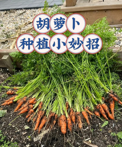 怎样栽培无公害胡萝卜