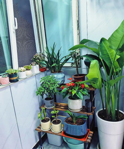 家庭养花用生根粉