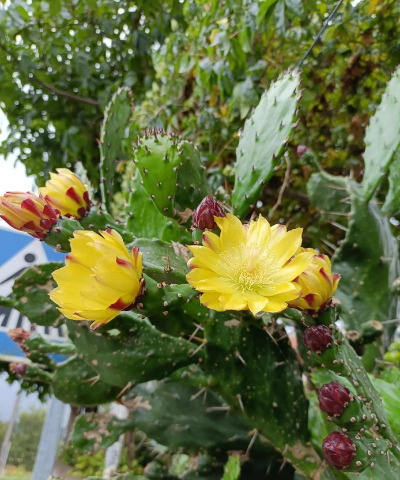 夏天什么植物开花结果