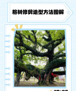 如何剪枝种大叶榕树