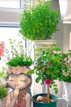 家庭养花用生根粉