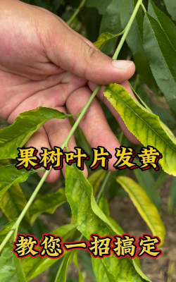 黄皮果叶子发黄是什么病