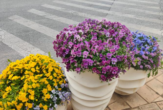 马路旁边的花草都有什么