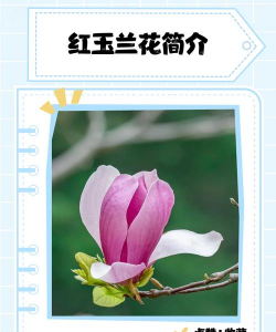 红玉兰花什么意思