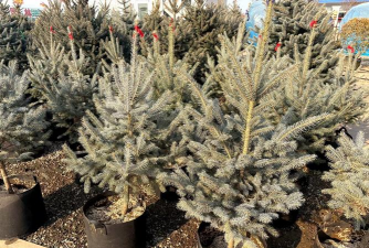 云杉育苗期是什么时候