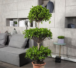 三层榕树怎么养